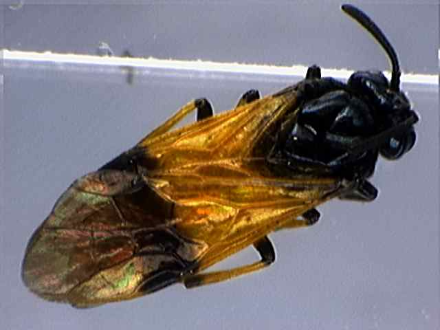 Arge cyanocrocea